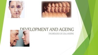 DEVELOPMENT AND AGEING
THE BIOLOGY OF CELL AGEING
 