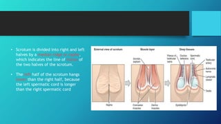 Scrotal Ridge Anatomy of male urogenital system.pptx