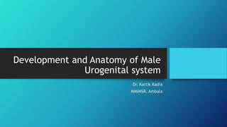 Development and Anatomy of Male
Urogenital system
Dr. Kartik Kadia
MMIMSR, Ambala
 