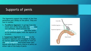 Anatomy of male urogenital system.pptx