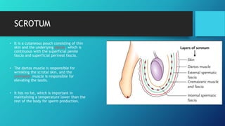 Anatomy of male urogenital system.pptx