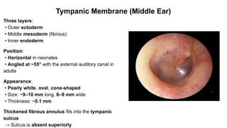 Development and Basic Applied Anatomy of the Ear.pptx