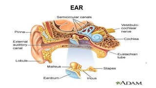 Rotated Ear Development and Basic Applied Anatomy of the Ear.pptx