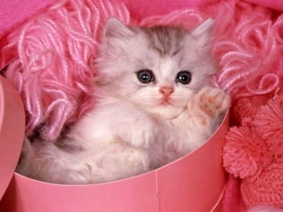 Development and classification 