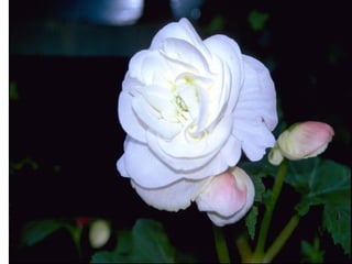 Development and classification 