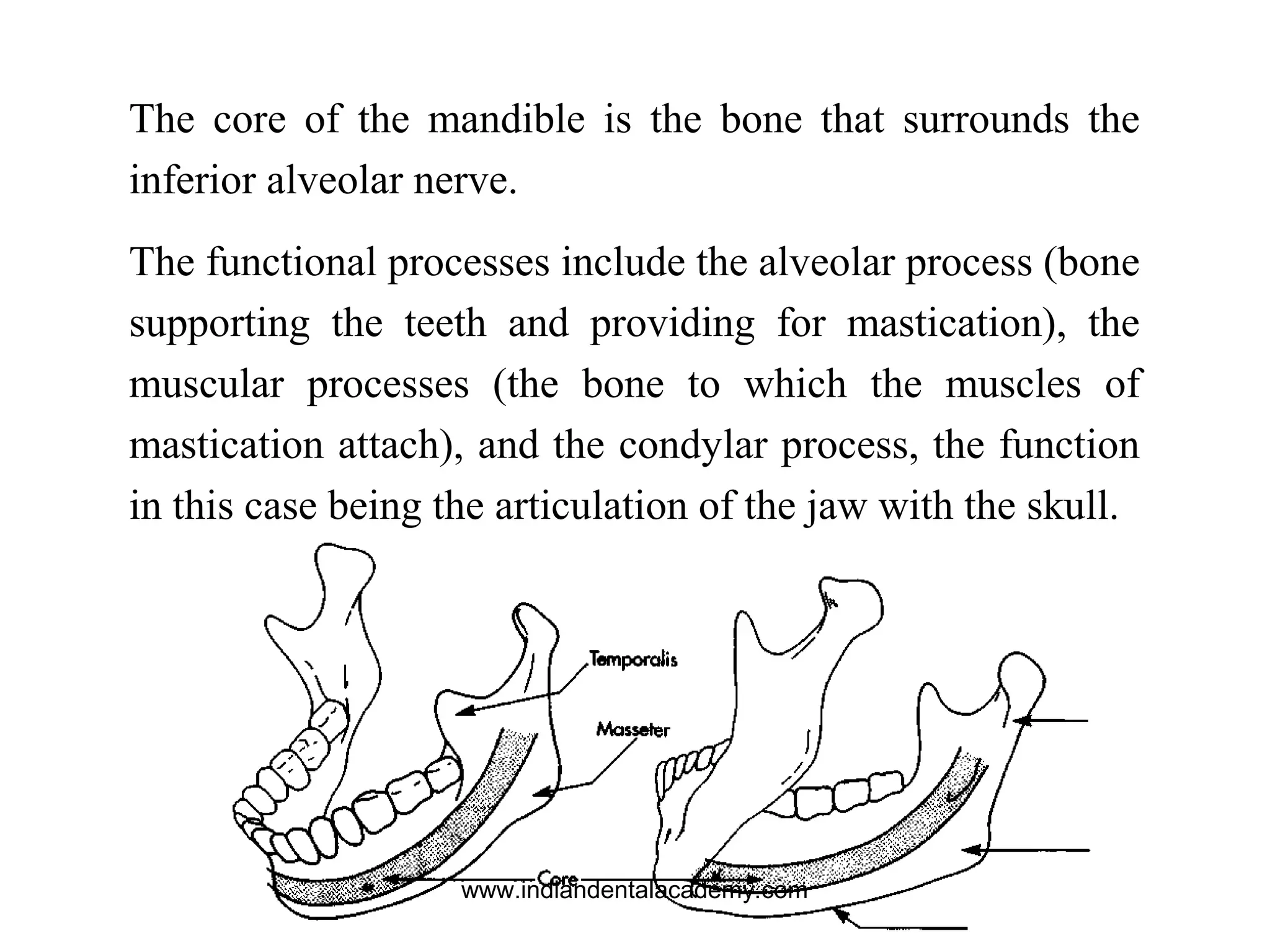 The core of the mandible is the bone that surrounds the
inferior alveolar nerve.
The functional processes include the alveolar process (bone
supporting the teeth and providing for mastication), the
muscular processes (the bone to which the muscles of
mastication attach), and the condylar process, the function
in this case being the articulation of the jaw with the skull.
www.indiandentalacademy.com
 