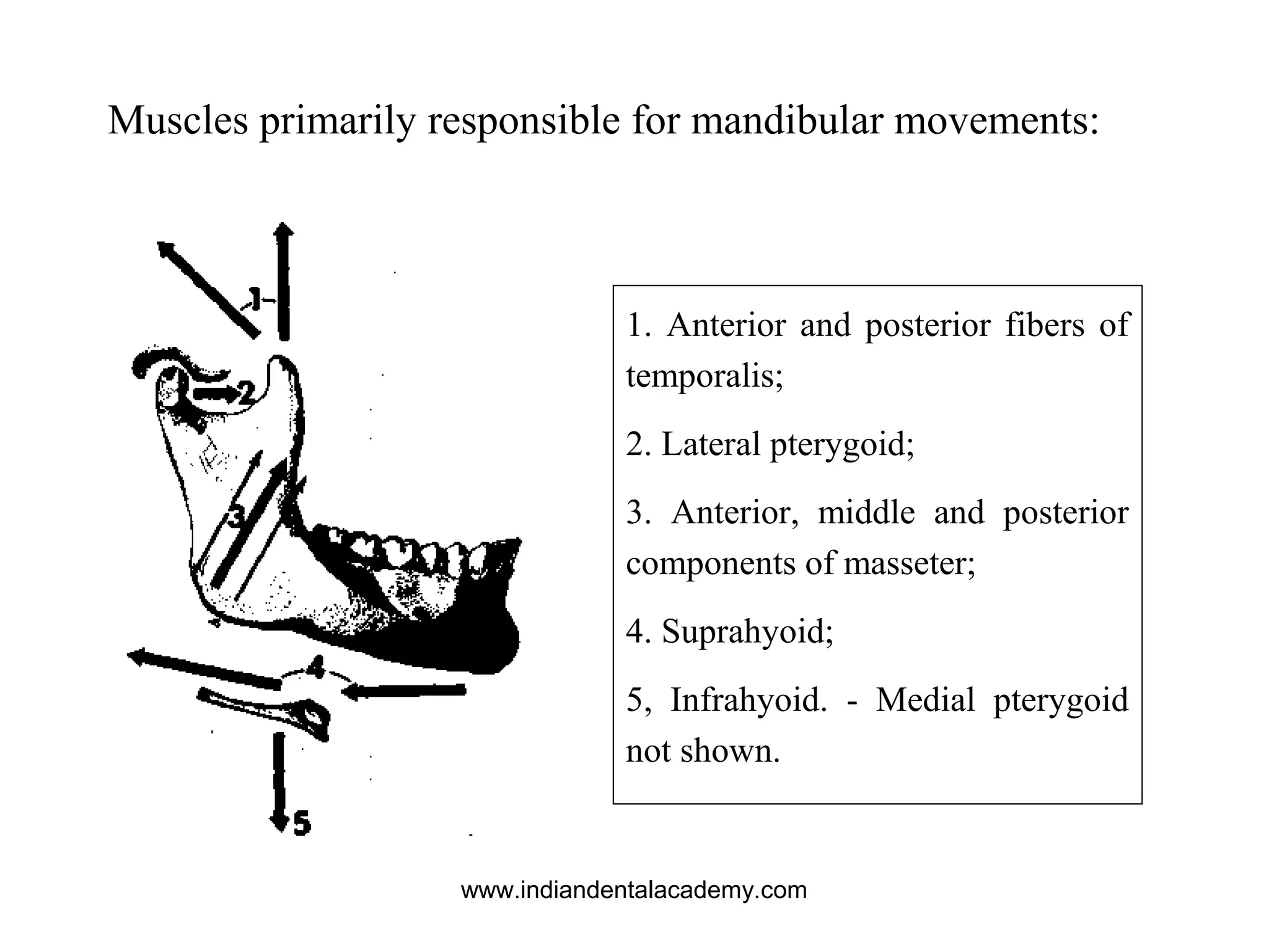 1. Anterior and posterior fibers of
temporalis;
2. Lateral pterygoid;
3. Anterior, middle and posterior
components of masseter;
4. Suprahyoid;
5, Infrahyoid. - Medial pterygoid
not shown.
Muscles primarily responsible for mandibular movements:
www.indiandentalacademy.com
 