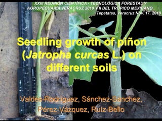 Valdés-Rodríguez, Sánchez-Sánchez,
Pérez-Vázquez, Ruíz-Bello
Seedling growth of piñon
(Jatropha curcas L.) on
different soils
XXIII REUNIÓN CIENTÍFICA - TECNOLÓGICA FORESTAL Y
AGROPECUARIA VERACRUZ 2010 Y II DEL TRÓPICO MEXICANO
Tepetates, Veracruz Nov. 17, 2010
 
