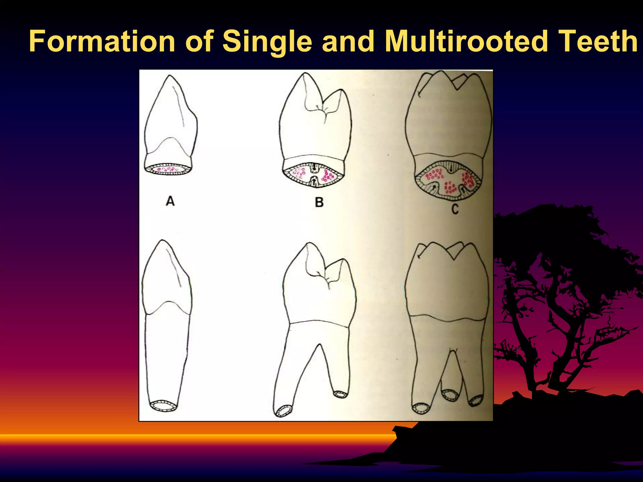 Development and morphology of primary teeth | PPT
