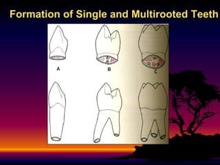 Formation of Single and Multirooted Teeth
 