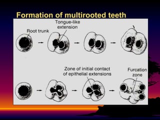 Formation of multirooted teeth
 