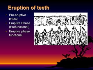 Eruption of teeth
• Pre-eruptive
  phase
• Eruptive Phase
  (Prefunctional)
• Eruptive phase
  functional
 