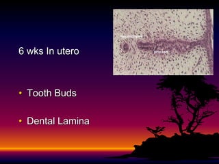 6 wks In utero



• Tooth Buds

• Dental Lamina
 