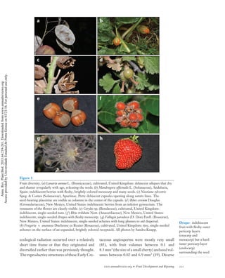 Development and ripening | PDF