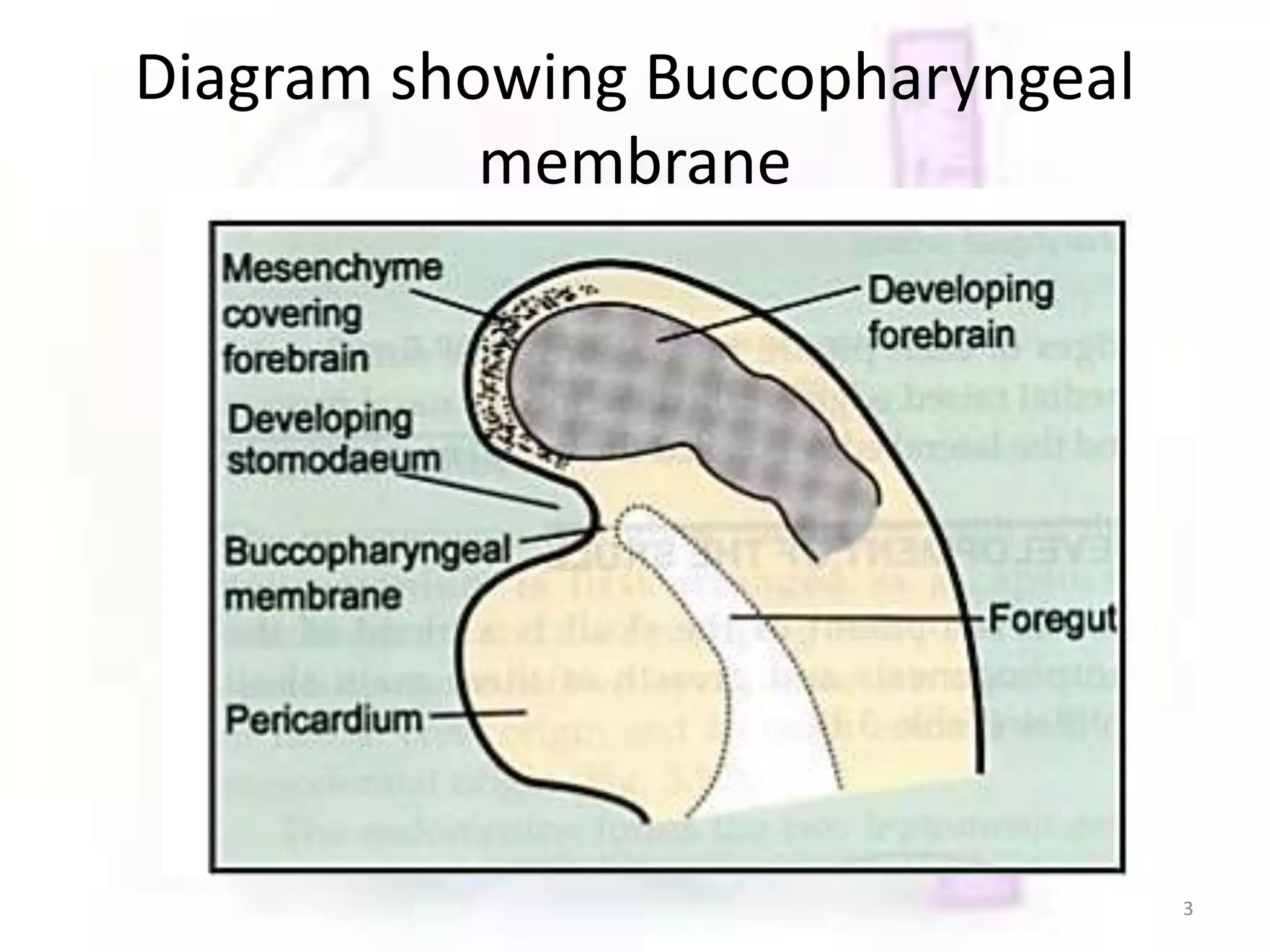 Membrane Preformative Development ang growth of teeth | PPTX