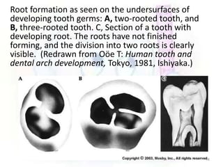 Tri Rooted Tooth Development ang growth of teeth | PPTX