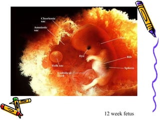12 week fetus
 