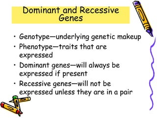 Dominant and Recessive
Genes
• Genotype—underlying genetic makeup
• Phenotype—traits that are
expressed
• Dominant genes—will always be
expressed if present
• Recessive genes—will not be
expressed unless they are in a pair
 