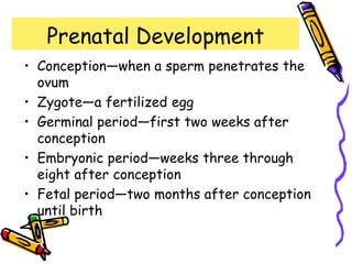 Prenatal Development
• Conception—when a sperm penetrates the
ovum
• Zygote—a fertilized egg
• Germinal period—first two weeks after
conception
• Embryonic period—weeks three through
eight after conception
• Fetal period—two months after conception
until birth
 