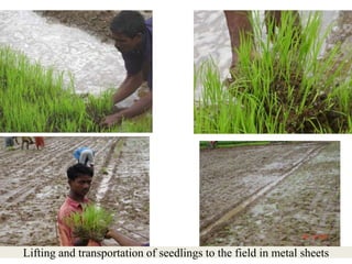 Lifting and transportation of seedlings to the field in metal sheets
 