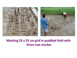 Marking 25 x 25 cm grid in puddled field with
three row marker
 