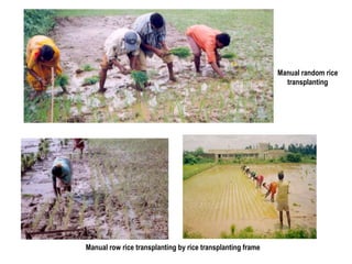 Manual random rice
transplanting
Manual row rice transplanting by rice transplanting frame
 