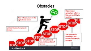 Obstacles
Limited financial services to
farmers
Poor infrastructure in the
agricultural sector
Low education and
technical expertize of
farmers
Mozambican
agriculture suffers a
high vulnerability to
weather.
The agricultural
economy is still
heavily subsistence-
oriented
 