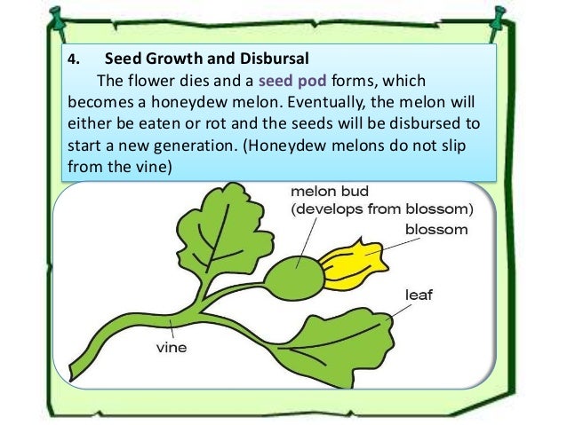 Development from flower to fruit of honey dew