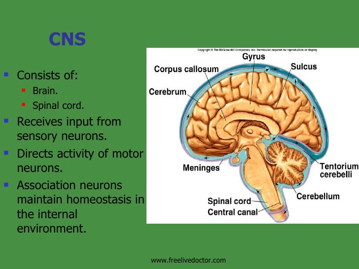 Development Functions Of Various Parts Of Cns