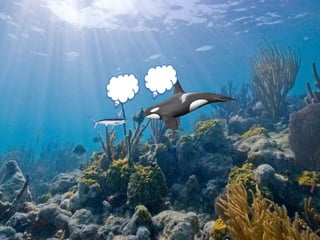 Development graphics scott wilson 1