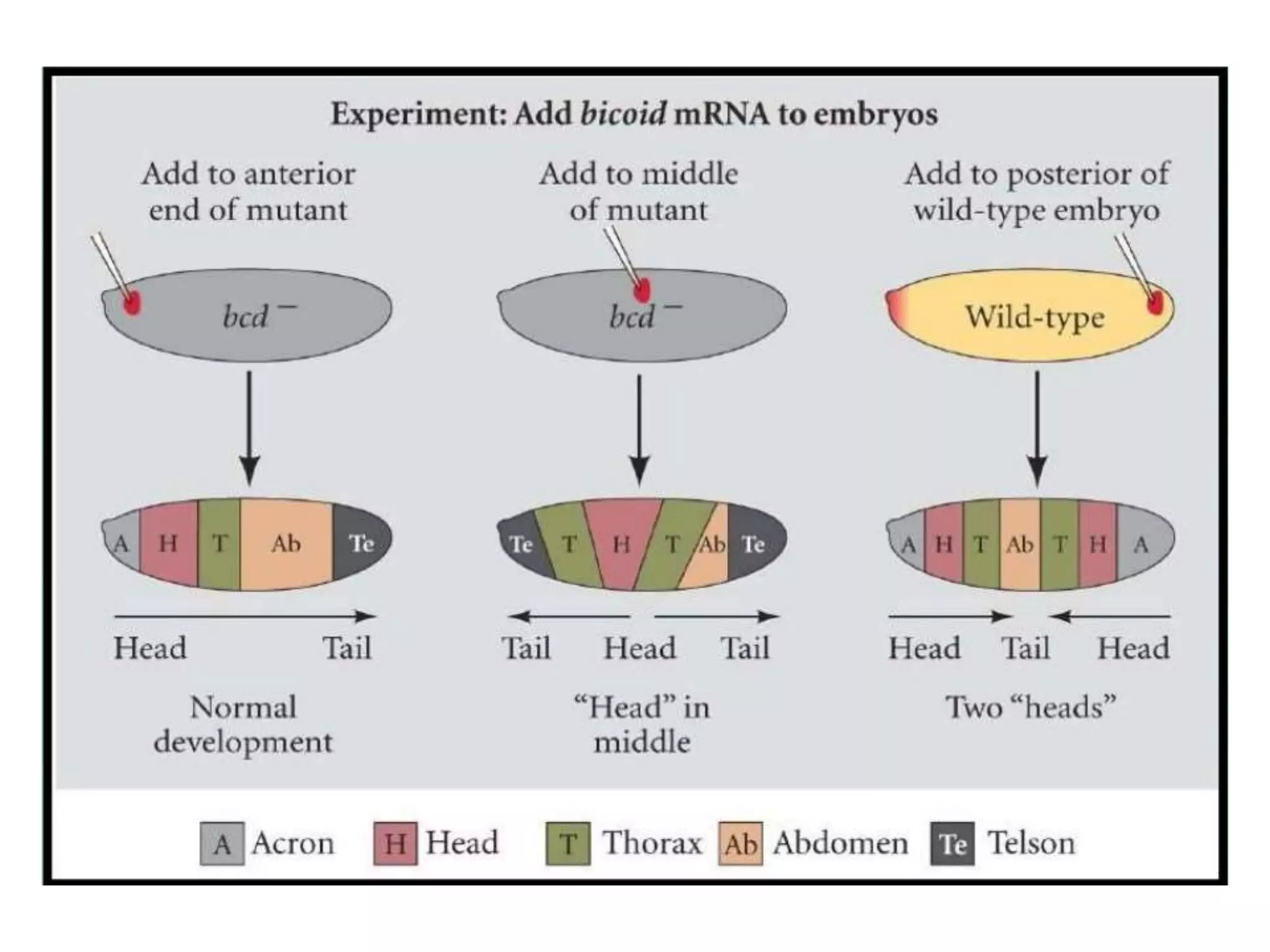 Development in drosophila ppt | PPTX