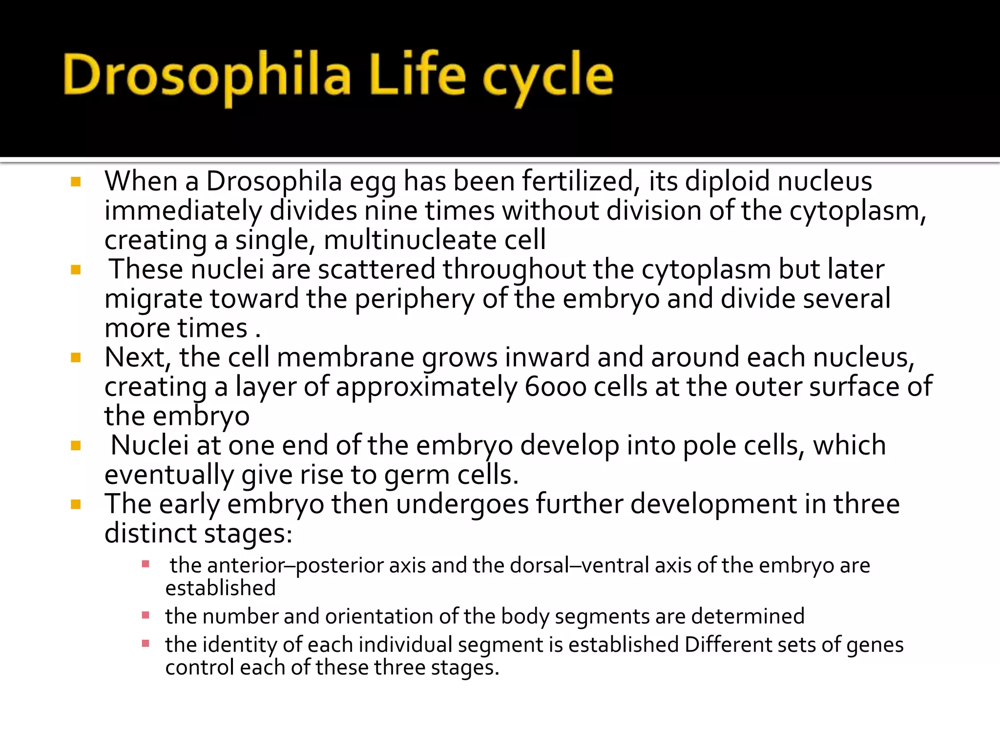 Development in drosophila ppt | PPTX