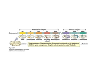 Development in drosophila ppt | PPTX