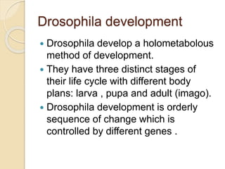 Development in drosophila ppt | PPTX