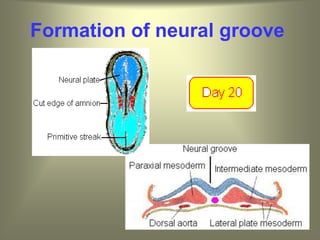 Formation of neural groove
 