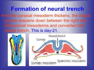 Formation of neural trench
As the paraxial mesoderm thickens, the neural
groove deepens down between the right and
left paraxial mesoderms and converted into
neural trench. This is day-21.
 