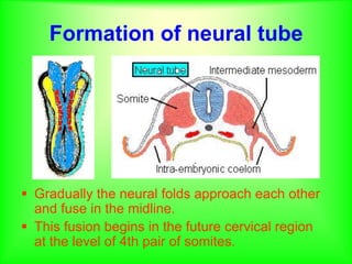 Formation of neural tube
 Gradually the neural folds approach each other
and fuse in the midline.
 This fusion begins in the future cervical region
at the level of 4th pair of somites.
 