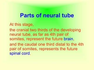 Parts of neural tube
At this stage,
the cranial two thirds of the developing
neural tube, as far as 4th pair of
somites, represent the future brain,
and the caudal one third distal to the 4th
pair of somites, represents the future
spinal cord.
 