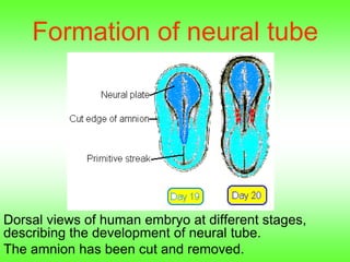 Formation of neural tube
Dorsal views of human embryo at different stages,
describing the development of neural tube.
The amnion has been cut and removed.
 