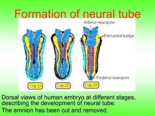 Formation of neural tube
Dorsal views of human embryo at different stages,
describing the development of neural tube.
The amnion has been cut and removed.
 