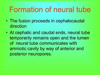 Formation of neural tube
• The fusion proceeds in cephalocaudal
direction
• At cephalic and caudal ends, neural tube
temporarily remains open and the lumen
of neural tube communicates with
amniotic cavity by way of anterior and
posterior neuropores.
 