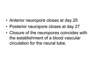 • Anterior neuropore closes at day 25
• Posterior neuropore closes at day 27
• Closure of the neuropores coincides with
the establishment of a blood vascular
circulation for the neural tube.
 