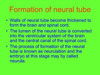Formation of neural tube
• Walls of neural tube become thickened to
form the brain and spinal cord.
• The lumen of the neural tube is converted
into the ventricular system of the brain
and the central canal of the spinal cord.
• The process of formation of the neural
tube is known as neurulation and the
embryo at this stage may by called
neurula.
 