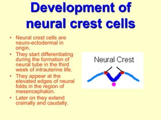 Development of
neural crest cells
• Neural crest cells are
neuro-ectodermal in
origin.
• They start differentiating
during the formation of
neural tube in the third
week of intrauterine life.
• They appear at the
elevated edges of neural
folds in the region of
mesencephalon.
• Later on they extend
crainally and caudally.
 