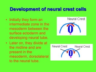 Development of neural crest cells
• Initially they form an
intermediate zone in the
mesoderm between the
surface ectoderm and
developing neural tube.
• Later on, they divide at
the midline and are
present in the
mesoderm, dorsolateral
to the neural tube.
 