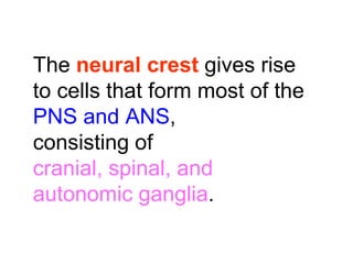 The neural crest gives rise
to cells that form most of the
PNS and ANS,
consisting of
cranial, spinal, and
autonomic ganglia.
 
