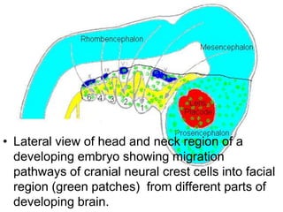 • Lateral view of head and neck region of a
developing embryo showing migration
pathways of cranial neural crest cells into facial
region (green patches) from different parts of
developing brain.
 