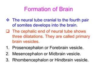 Formation of Brain
 The neural tube cranial to the fourth pair
of somites develops into the brain.
 The cephalic end of neural tube shows
three dilatations. They are called primary
brain vesicles.
1. Prosencephalon or Forebrain vesicle.
2. Mesencephalon or Midbrain vesicle.
3. Rhombencephalon or Hindbrain vesicle.
 