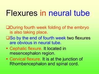 Flexures in neural tube
During fourth week folding of the embryo
is also taking place.
So by the end of fourth week two flexures
are obvious in neural tube.
 Cephalic flexure. It located in
mesencephalon region.
 Cervical flexure. It is at the junction of
Rhombencephalon and spinal cord.
 