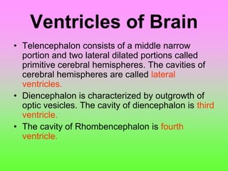 Ventricles of Brain
• Telencephalon consists of a middle narrow
portion and two lateral dilated portions called
primitive cerebral hemispheres. The cavities of
cerebral hemispheres are called lateral
ventricles.
• Diencephalon is characterized by outgrowth of
optic vesicles. The cavity of diencephalon is third
ventricle.
• The cavity of Rhombencephalon is fourth
ventricle.
 